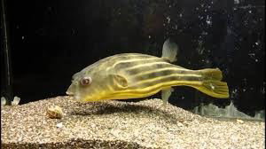 TETRAODON LINEATUS