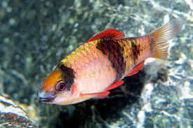 BARBUS MELANAMPYX