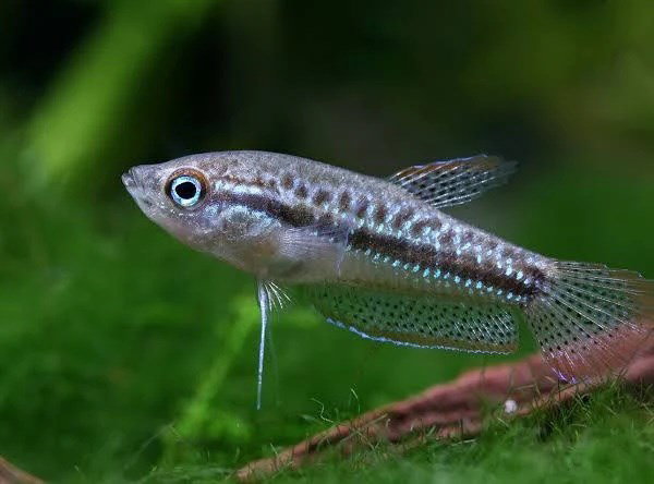 TRICHOPSIS PUMILUS