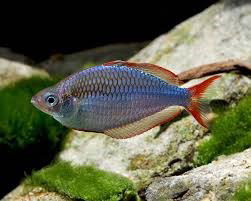 MELANOTAENIA PRAECOX