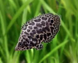 CTENOPOMA ACUTIROSTRE