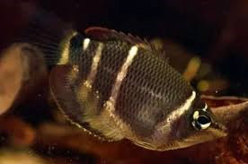 SPHAERICHTHYS VAILLANTI