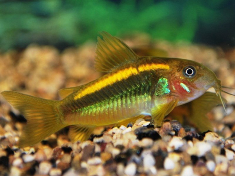 CORYDORAS GOLD LASER