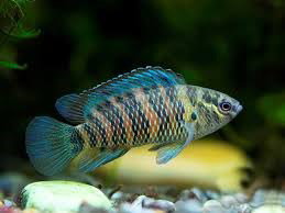 BADIS BADIS