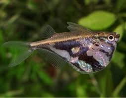 CARNEGIELLA STRIGATA 