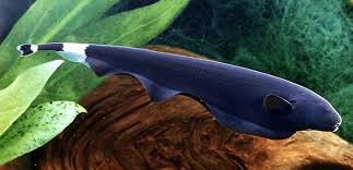 APTERONOTUS ALBIFRONS