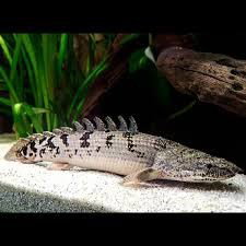 POLYPTERUS DELHETZI