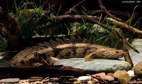 POLYPTERUS ENDLICHERII