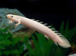 POLYPTERUS SENEGALUS