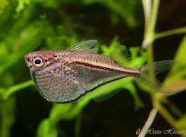 CARNEGIELLA MARTAE
