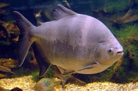 COLOSSOMA MACROPONUM
