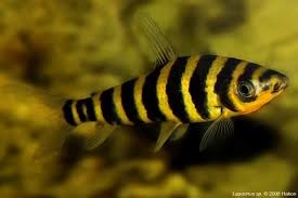 LEPORINUS FASCIATUS