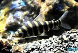 LEPORINUS AFFINIS