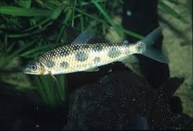 LEPORINUS MACULATUS
