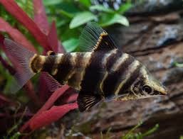 ABRAMITES HYPSELONOTUS
