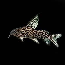 SYNODONTIS EUPTERUS