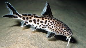 SYNODONTIS MULTIPUNCTATUS SILVER