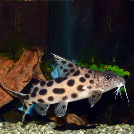 SYNODONTIS OCELLIFER