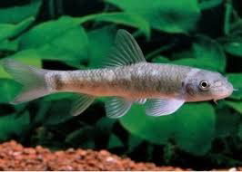 GARRA RUFA