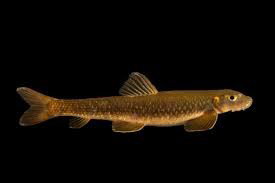 GARRA ORNATA