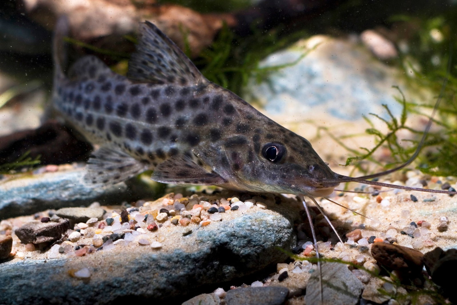 PIMELODUS MACULATUS
