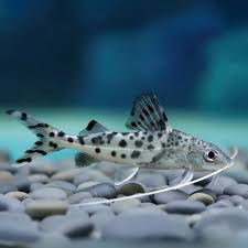 PIMELODUS PICTUS