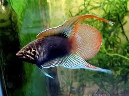 MACROPODUS OCELLATUS
