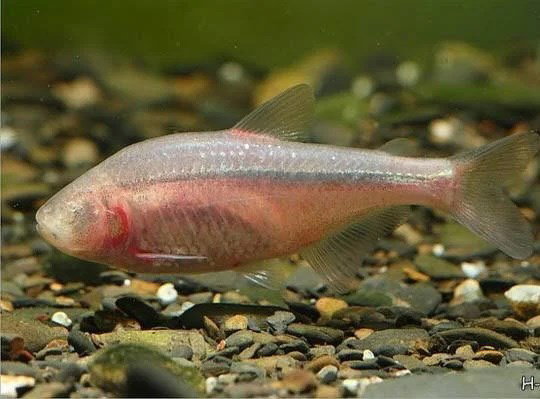 ASTYANAX MEXICANUS