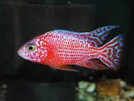 AULONOCARA STRAWBERRY