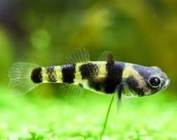 BRACHYGOBIUS MEKONGENSIS