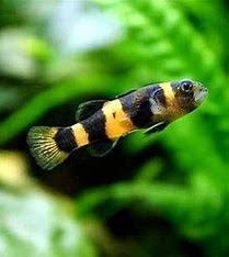 BRACHYGOBIUS XANTHOZONUS