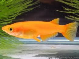 ORYZIAS LATIPES