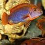 LODOTROPHEUS SPRENGERAE