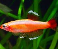 TANICHTHYS ALBONUBES GOLD