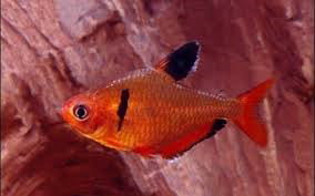 HYPHESSOBRYCON EQUES