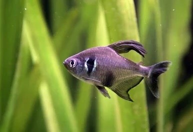HYPHESSOBRYCON MEGALOPTERUS