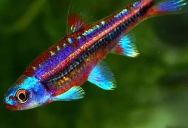 NOTROPIS CHROSOMUS
