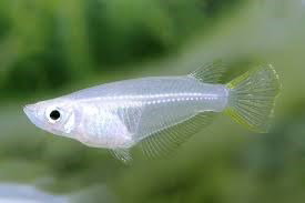 ORYZIAS JAVANICUS