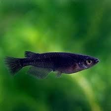 ORYZIAS LATIPES BLACK