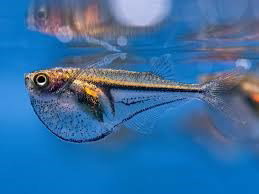 CARNEGIELLA MYERSI