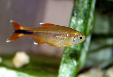 HASEMANIA NANA