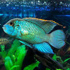 ANDINOACARA PULCHER BLUE